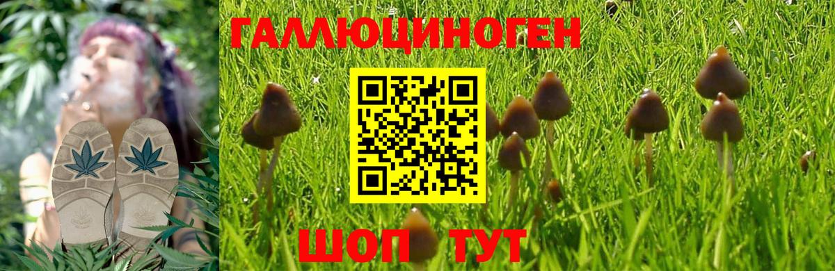 Галлюциногенные грибы Psilocybine cubensis Малоярославец